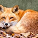 Cute:vckxjxf4zh0= Fox